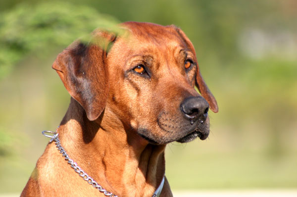 Rhodesian Ridgebacks :: Argos G&C
