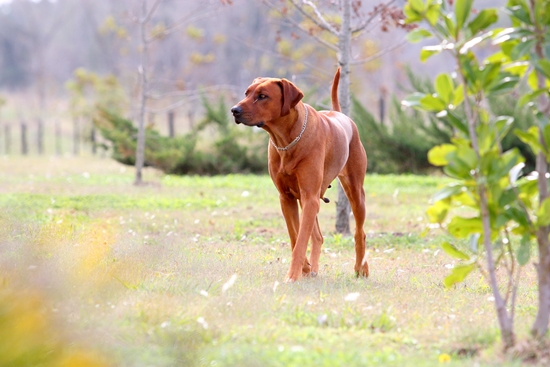 Rhodesian Ridgebacks :: Argos G&C