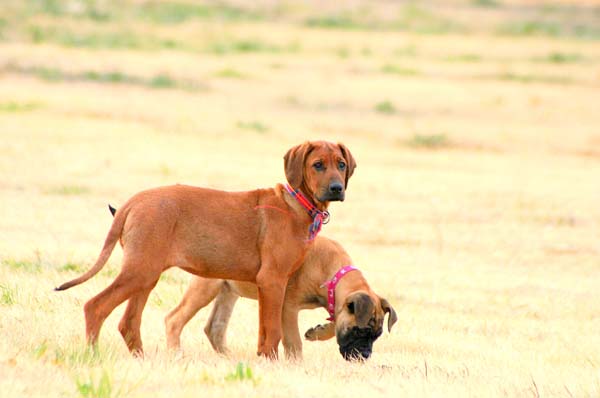 Rhodesian Ridgebacks :: Argos G&C