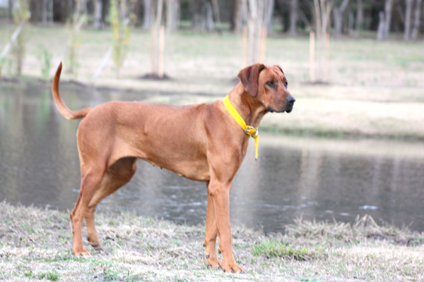 Rhodesian Ridgebacks :: Argos G&C