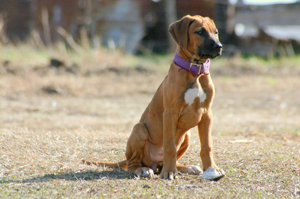 Rhodesian Ridgebacks :: Argos G&C