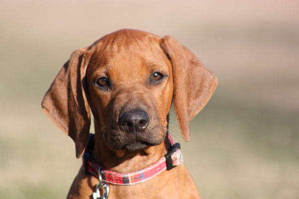 Rhodesian Ridgebacks :: Argos G&C