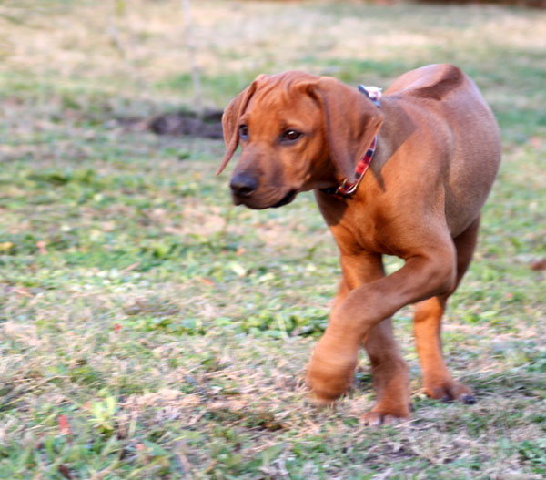 Rhodesian Ridgebacks :: Argos G&C