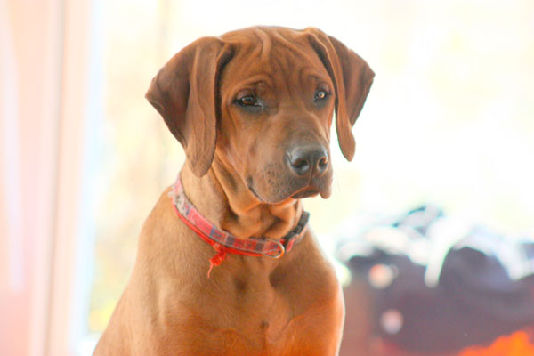 Rhodesian Ridgebacks :: Argos G&C